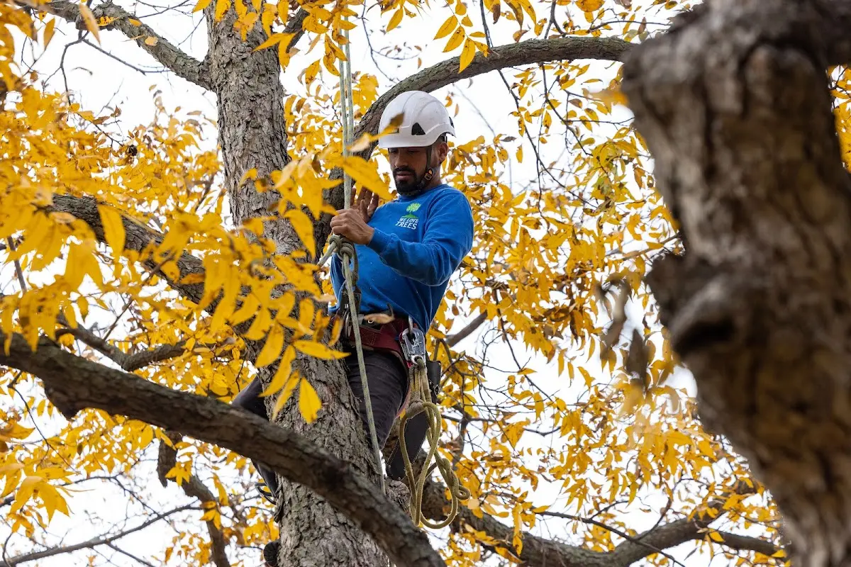 Skilled Tree Pruning crew working in Gibson